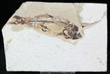 Cretaceous Fossil Fish (Hajulia sp) - Lebanon #24121-1